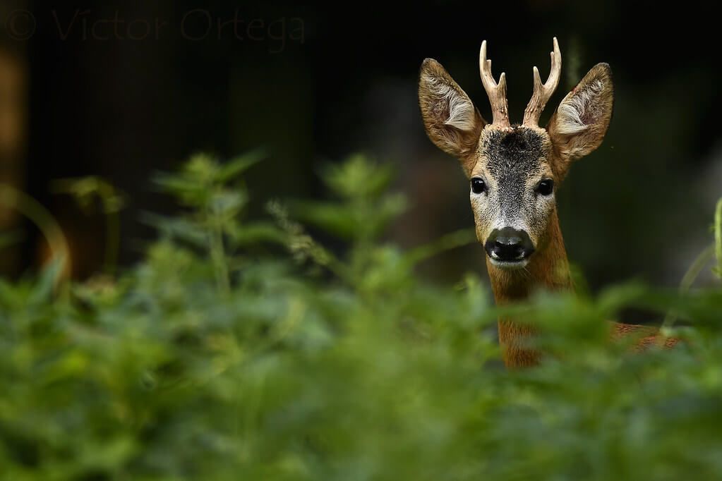 Wildlife in Spain